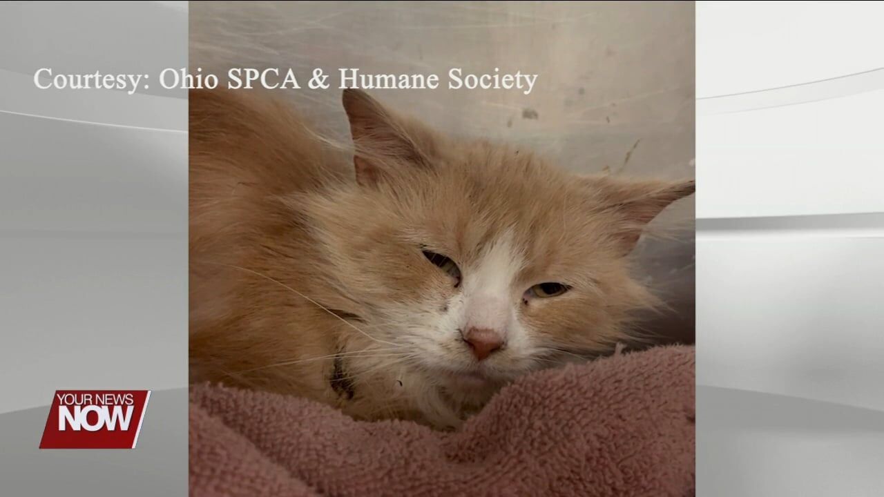 Over 30 animals rescued from hazardous living conditions in Allen County